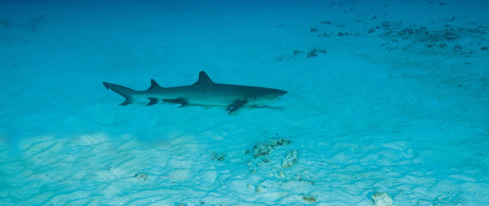 image reef shark